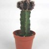 Gymnocalycium_mihanovichii_5